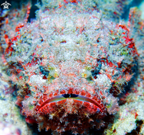 A Stonefish,Mauritius