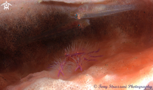 A Hairy Squat lobster