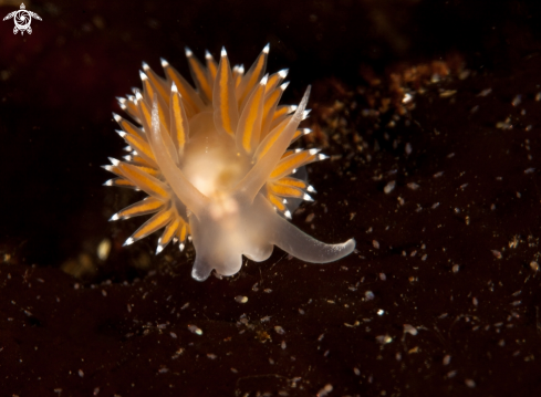 A Flabellina