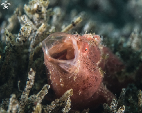 A Antennarius rictus | Painted frogfish