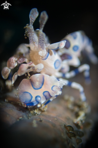 A Hymenocera picta | Harlequin Shrimp