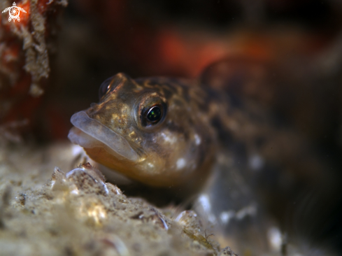 A underwater creature