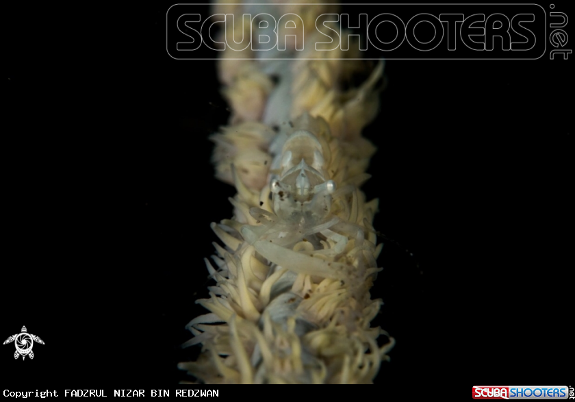 A Ankeri's Whip Coral Shrimp