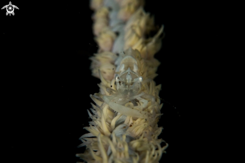 A Ankeri's Whip Coral Shrimp