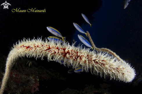 A Whip coral