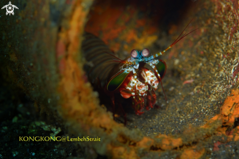 A Peacock Mantis Shrimp