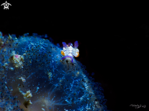 A Nudibranch