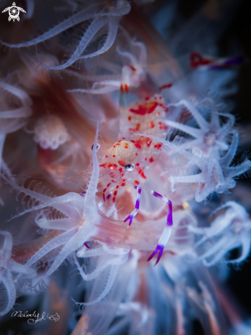 A anemone shrimp 