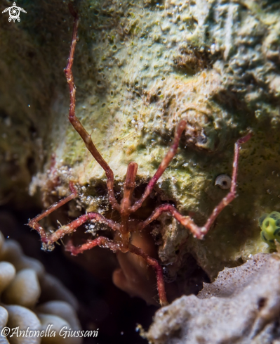A Pycnogonida  | Sea Spider