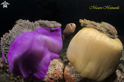 A Anemone and clownfish