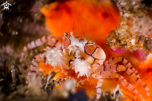 A Lybia tessellata | Crab