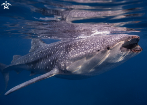 A Whale Shark