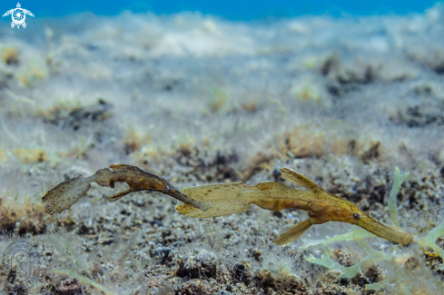 A robust ghost pipefish