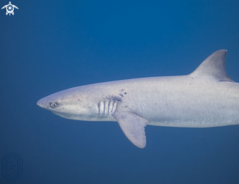 A Whitetip Reef Shark