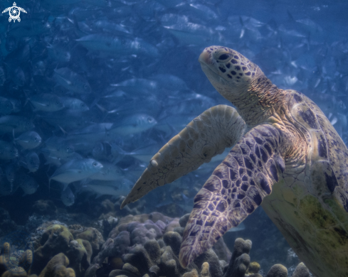 A Green Sea Turtle & Jacks 