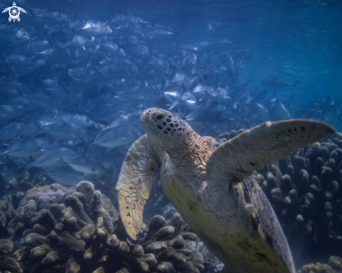 A Green Sea Turtle & Jacks 