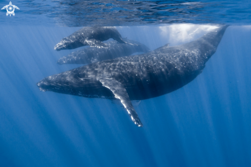 A Humpback Whale