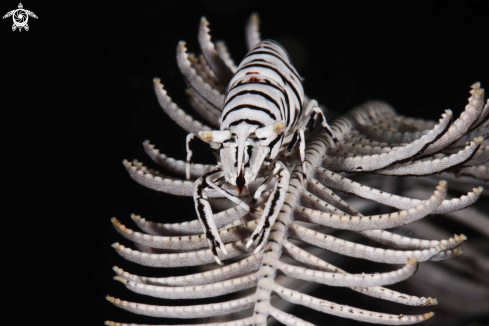 A Crinoid shrimp 