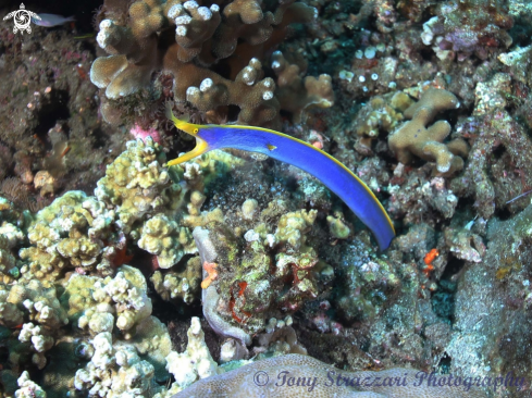A Blue ribbon eel