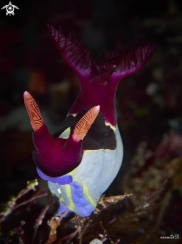 A Nudibranch