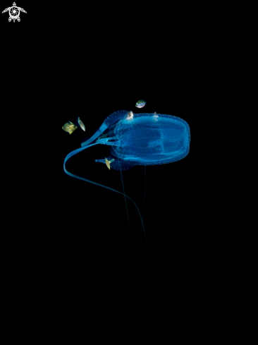 A  Box Jellyfish