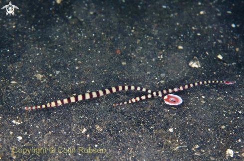 A pipe fish