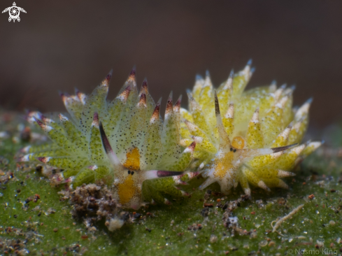 A Shaun the Sheep Nudibranch