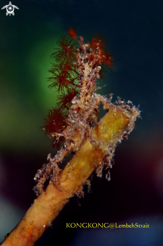 A Decorator Crab