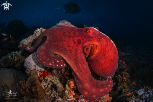 A Octopus