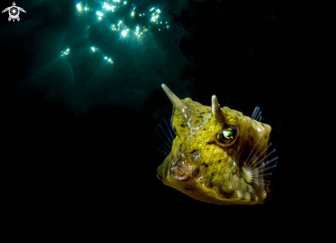 A Cow fish