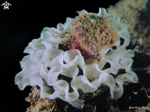 A Pagurus and nudi eggs