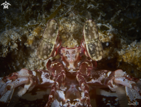 A Giant mantis shrimp