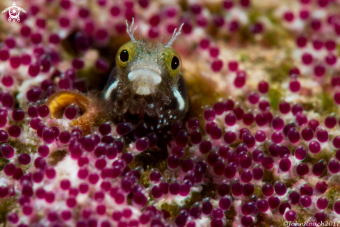 A Spineyhead Blenny with eggs 