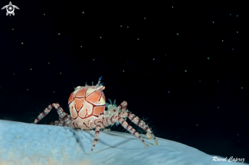 A Box crab