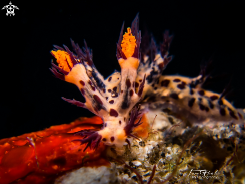 A Nudibranch