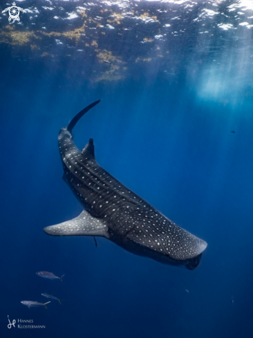 A Whale Shark