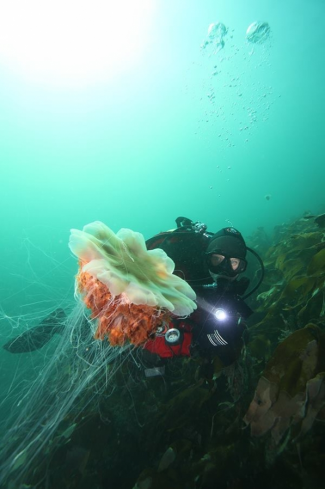 A Lions mane jelly