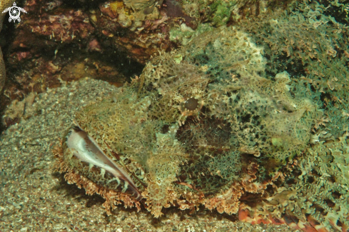 A scorpion fish