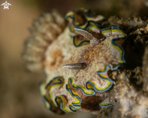 A Glossodoris cincta | Glossodoris cincta