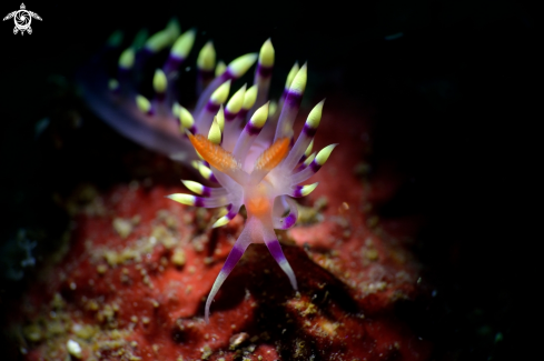 A Nudibranch 