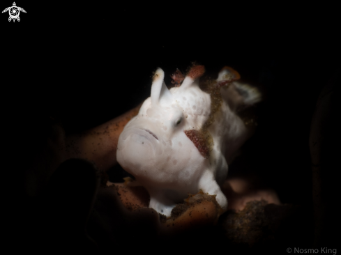 A Clown Frogfish (Juvenile)