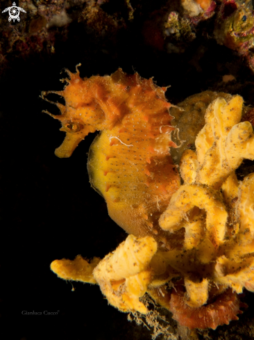 A Hippocampus guttulatus | seahorse