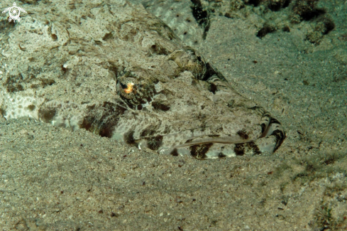 A Crocodilefish