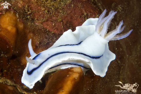 A Chromodoris lochi | 