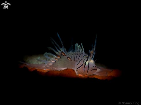 A Juvenile Spotfin Lionfish