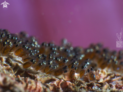 A Clown fish eggs