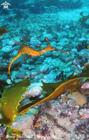 A Phyllopteryx taeniolatus | Weedy Seadragon