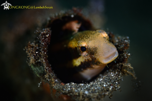 A Blenny