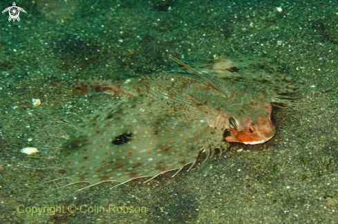 A reef fish