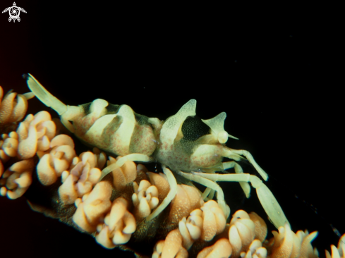 A Zanzibar Whip Coral Shrimp